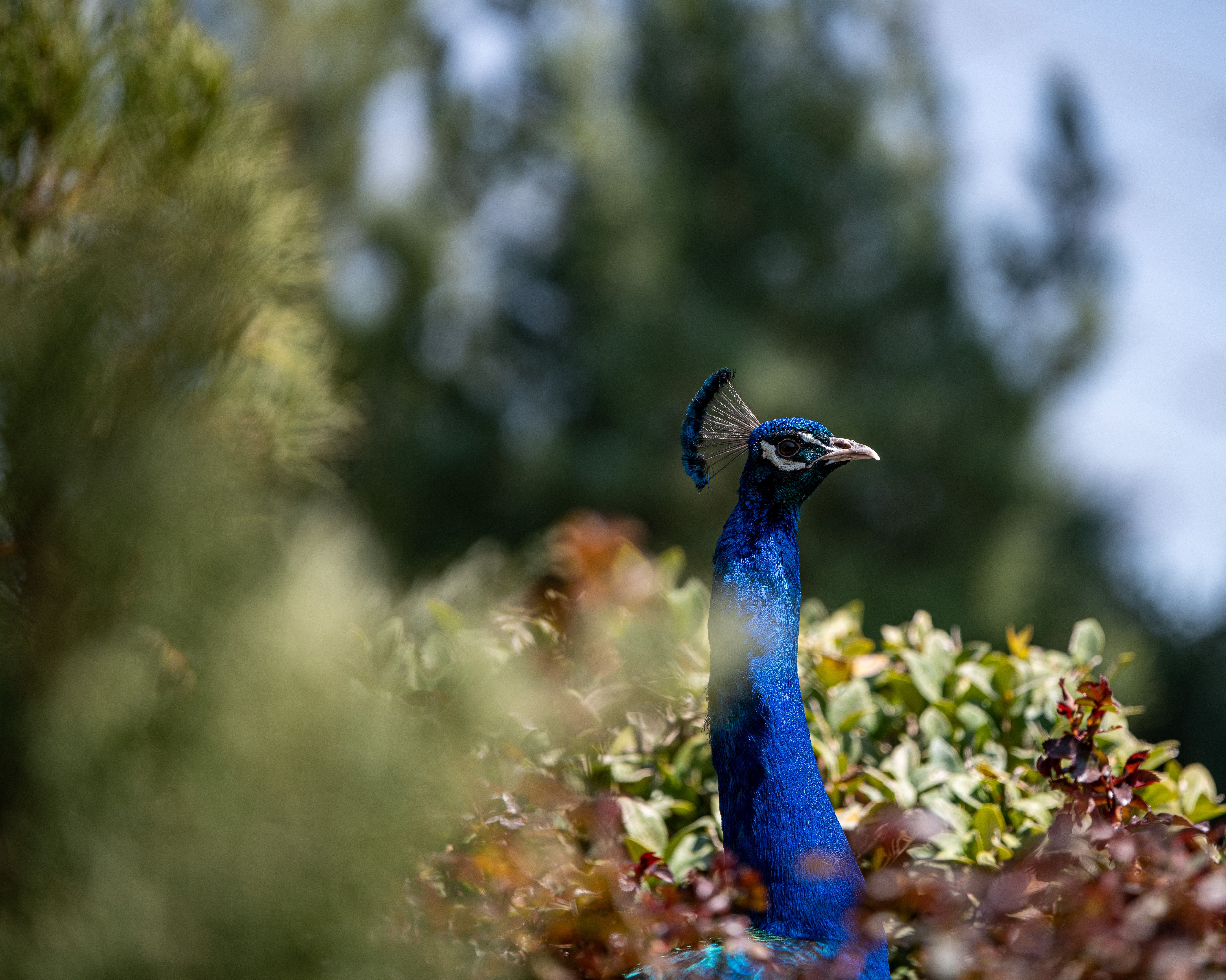Close Up Shot of a Peacock · Free Stock Photo