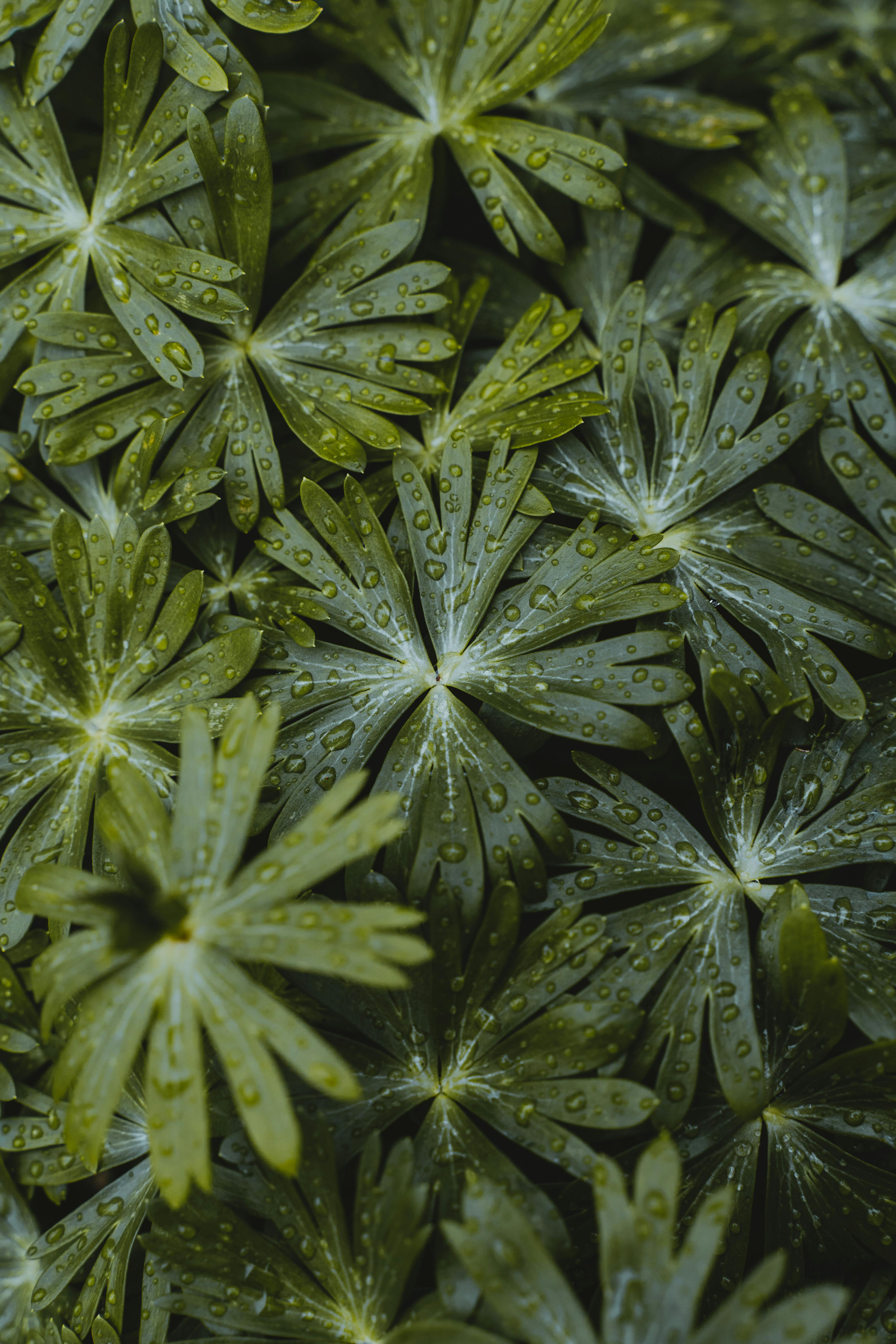 Macro shot of lush green leaves covered in dew, capturing nature's intricate details.