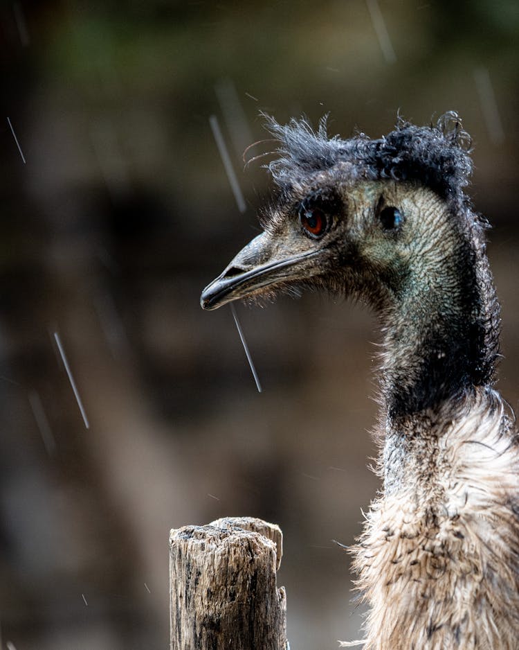 Raindrops Falling On An Emu