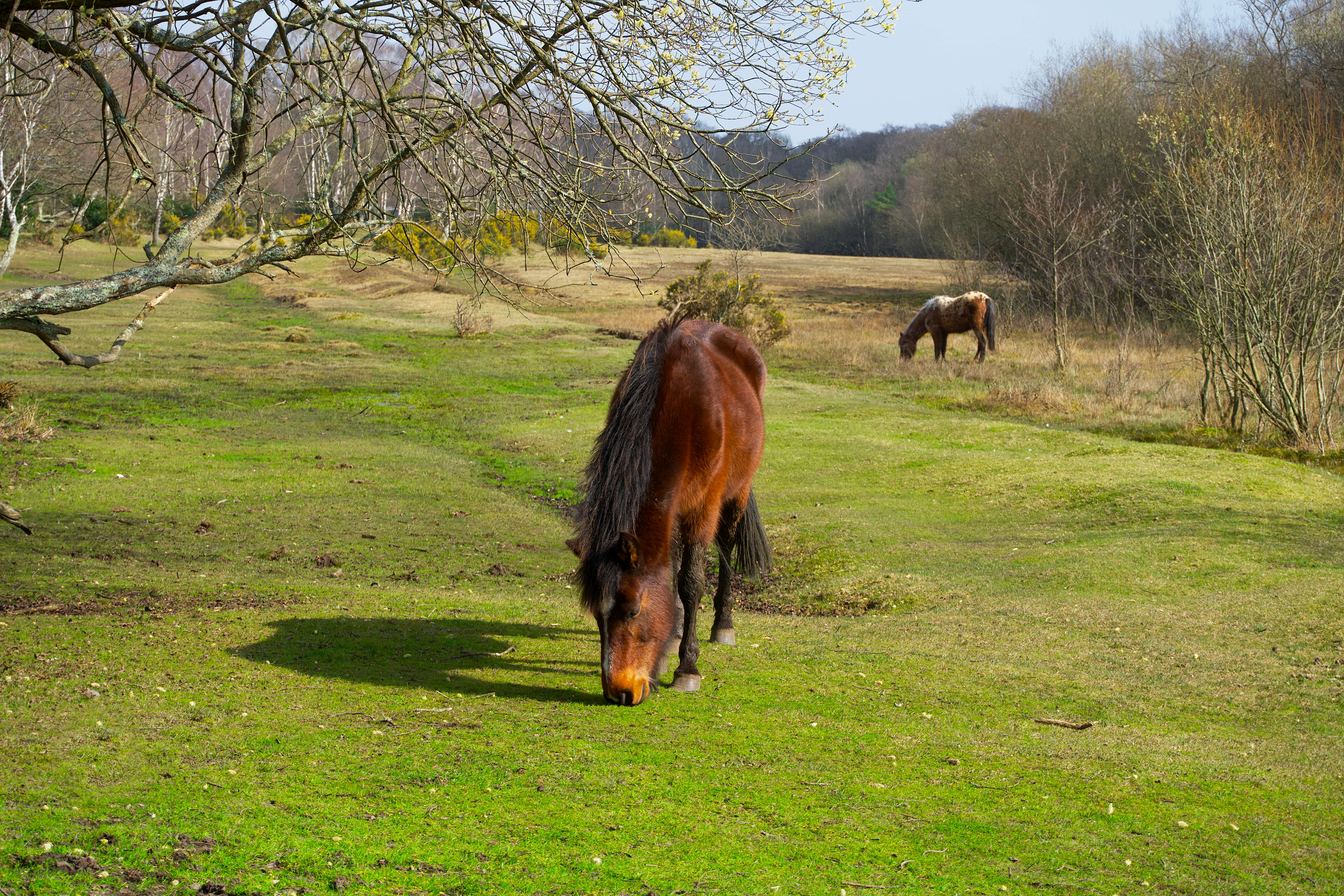 brown horse on the grass field