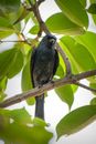 An Ashy Drongo perched on a tree in Mumbai, India