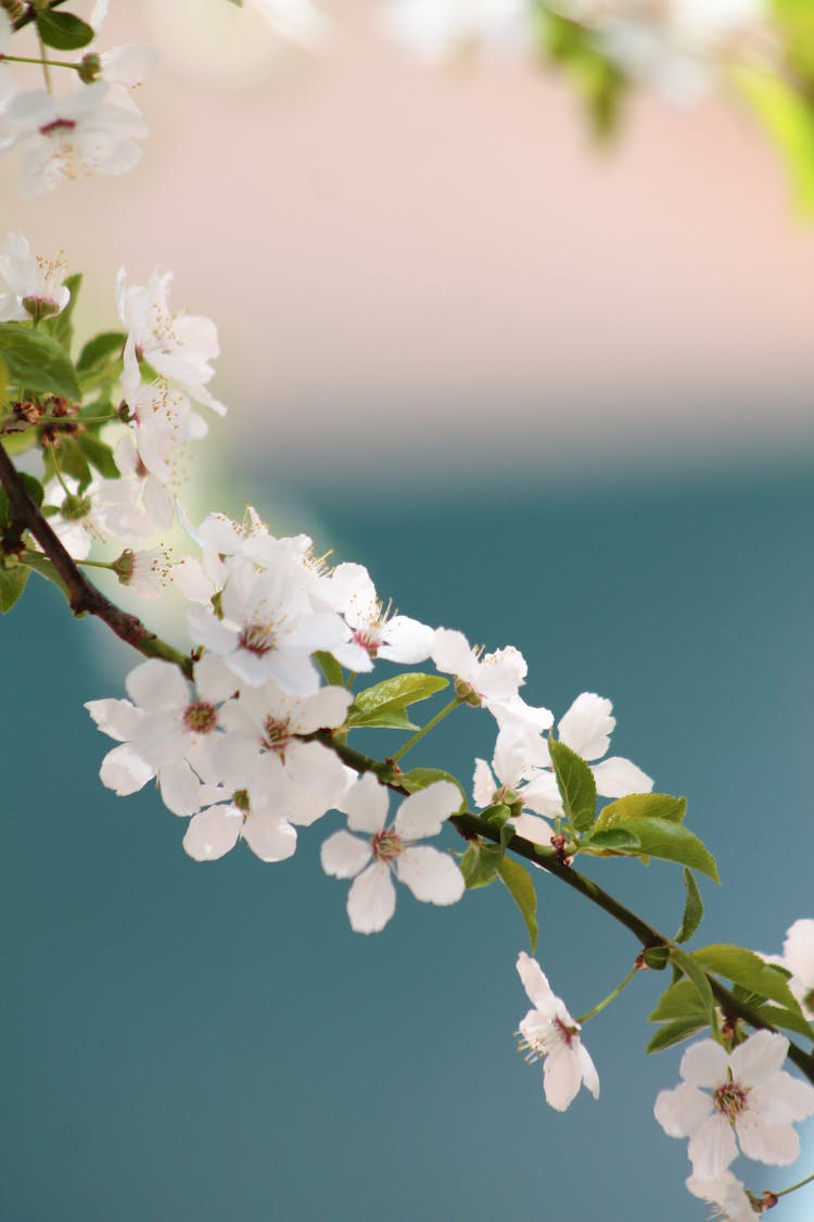 Close-up Of White Prunus Flowers