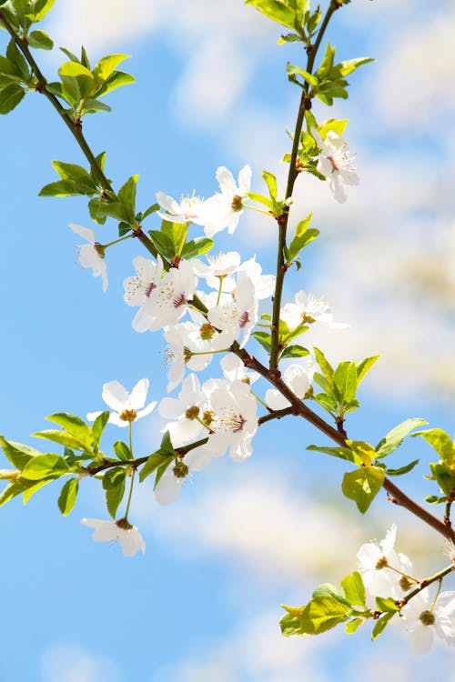 Free White Cherry Blossom in Bloom Stock Photo