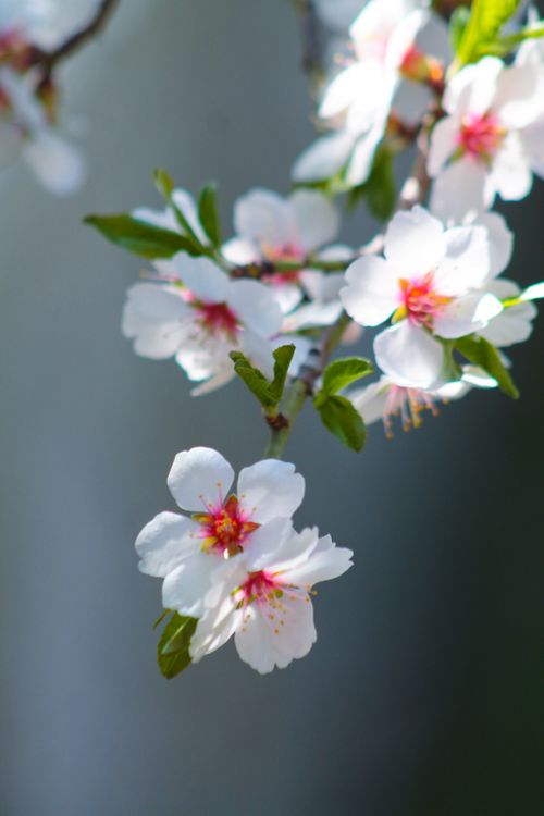 Free A vibrant close-up of cherry blossoms on a branch, showcasing spring beauty. Stock Photo