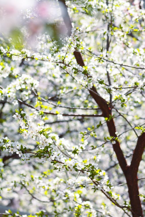 Brown Tree Branch With Green Leaves and White Flowers