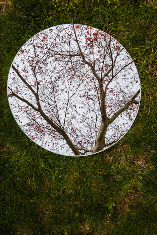 Free คลังภาพถ่ายฟรี ของ กระจกเงา, การสะท้อน, ต้นไม้ Stock Photo