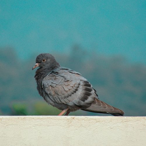 Free Beautiful close-up of a pigeon perched outdoors, showcasing detailed plumage and calm setting. Stock Photo