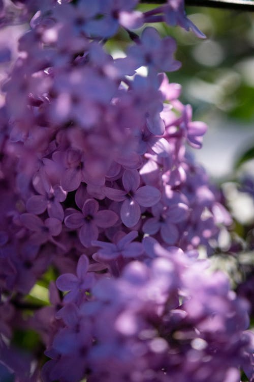 Foto d'estoc gratuïta de creixement, delicat, flora