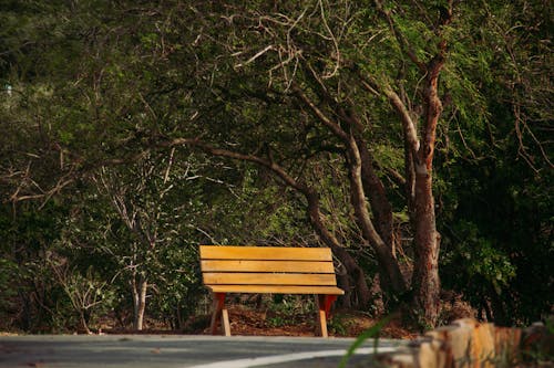 Photos gratuites de arbre, chaise longue, forêt