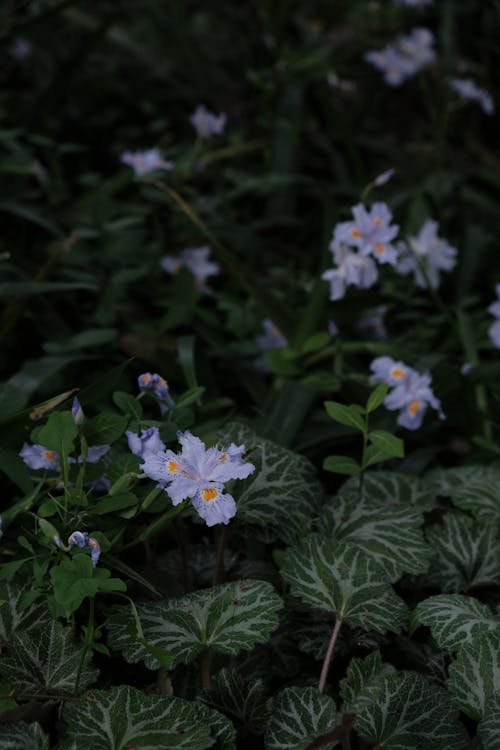 Foto d'estoc gratuïta de creixement, delicat, flora