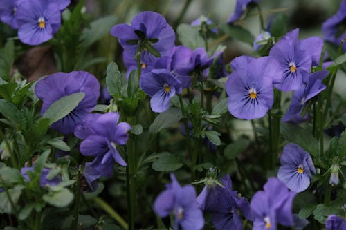 パンジー, 庭園, 紫色の花の無料の写真素材