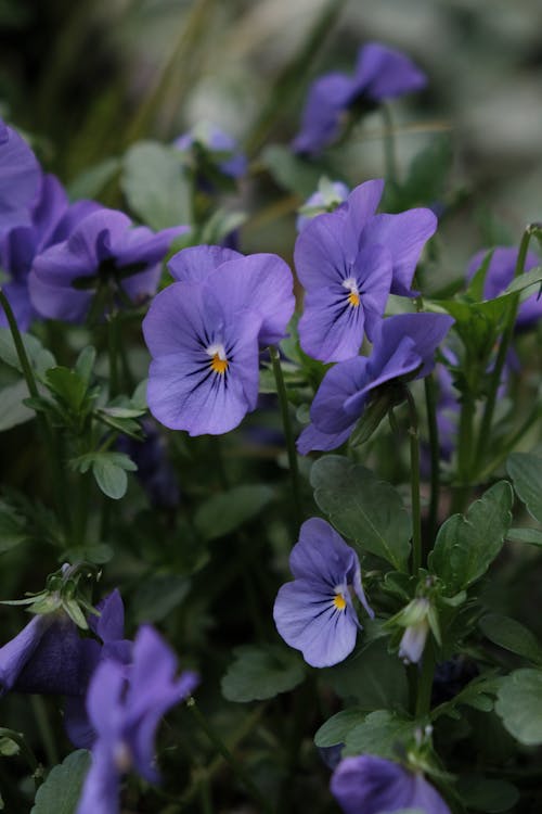 Gratis arkivbilde med blomster, blomstre, delikat