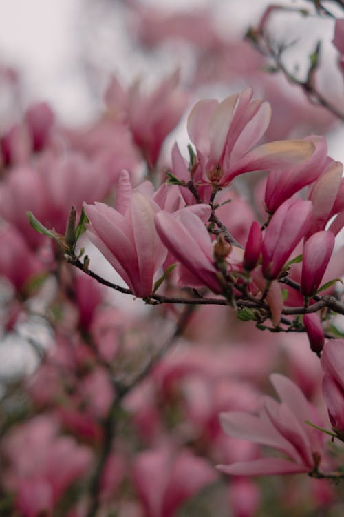 Free Foto stok gratis alam, berbunga, bunga-bunga merah muda Stock Photo