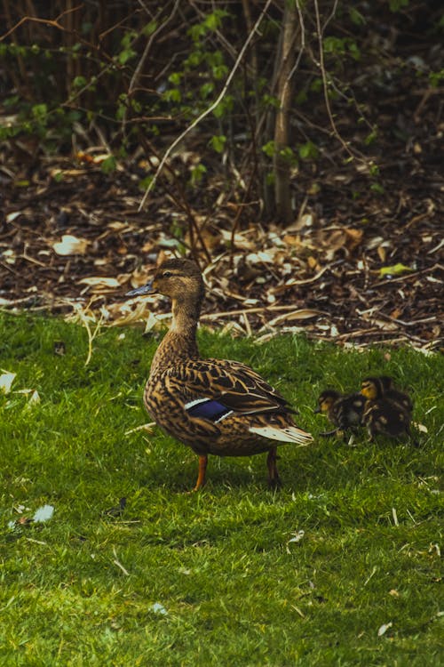 Free A Mallard Duck on a Grassy Field Stock Photo