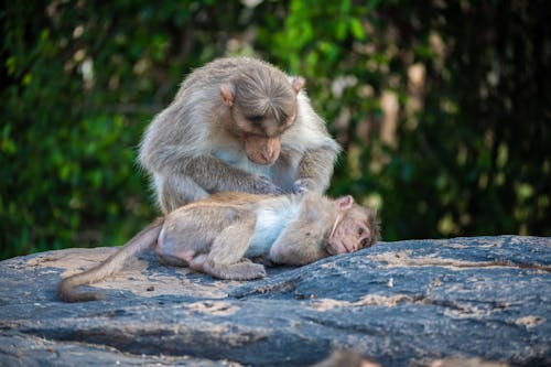 Close-Up Shot of Monkeys on a Rock