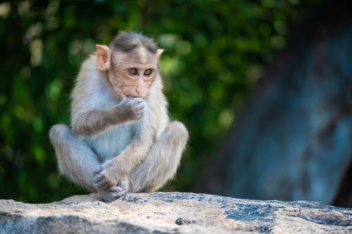 Free A young monkey sits thoughtfully on a rock with a blurred natural background. Stock Photo