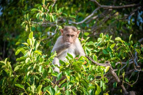 Free A curious monkey sitting amidst vibrant green leaves, captured in vivid detail. Stock Photo