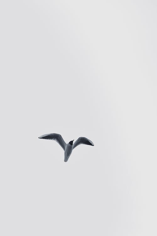 무료 검은머리갈매기, 날으는, 동물 사진의 무료 스톡 사진