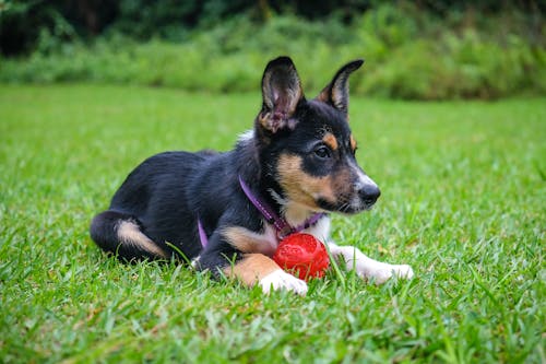 Free Black and Tan Short Coat Small Dog Biting Red Ball on Green Grass Field Stock Photo