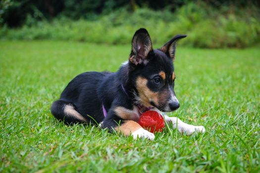 Adorable puppy playing with a red ball on a lush green lawn, showcasing a moment of canine joy.