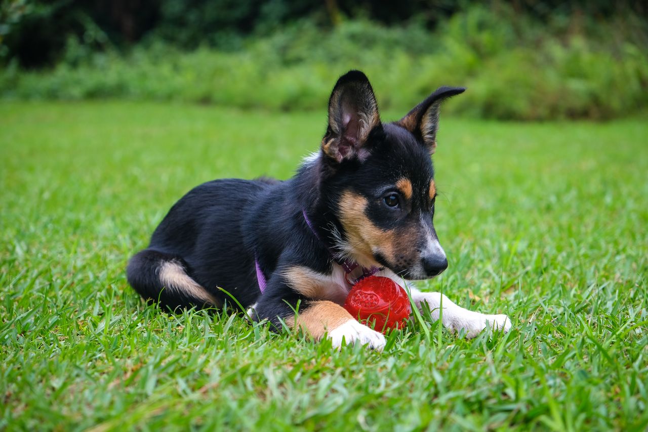 adorable puppy playing with a red ball on a lush green lawn showcasing