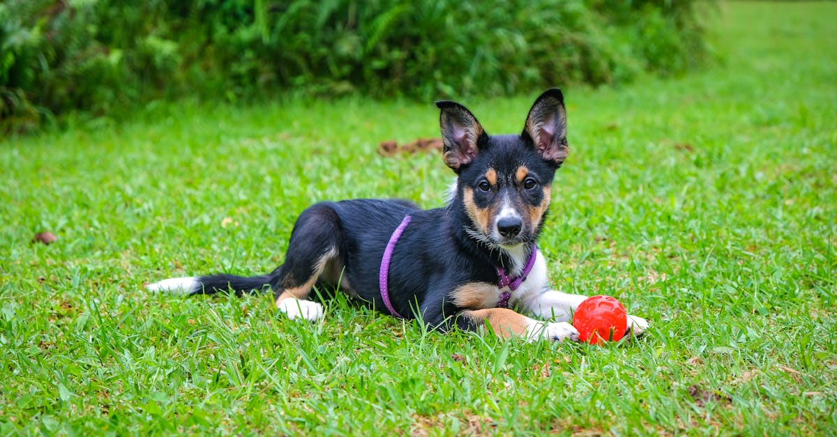 How much to deform a puppy