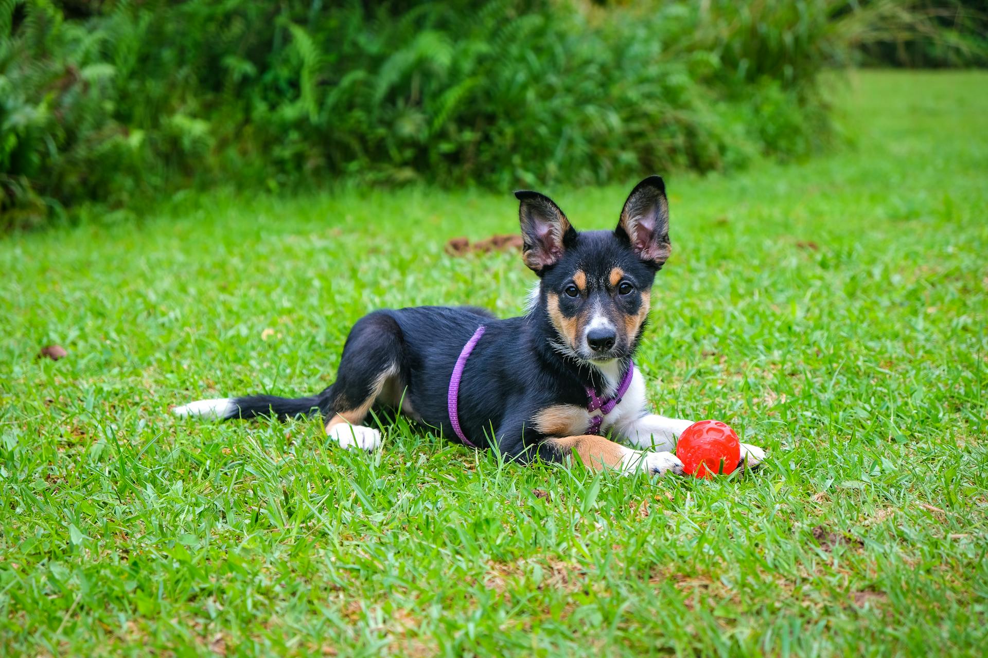 A Puppy Lying on the Lawn with a Red Ball