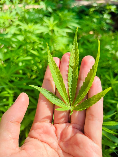 Kostenloses Stock Foto zu blätter, botanisch, cannabis