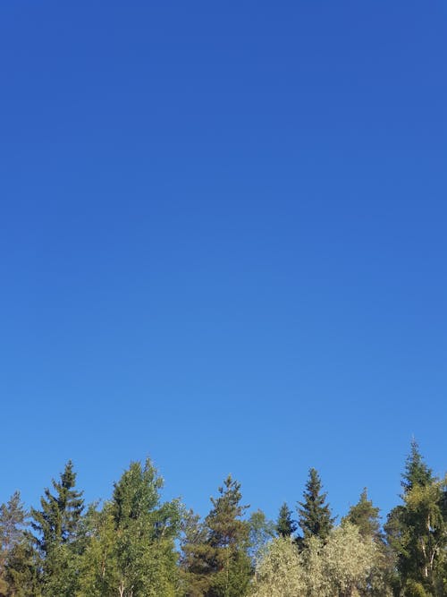 Free stock photo of blue sky, tree