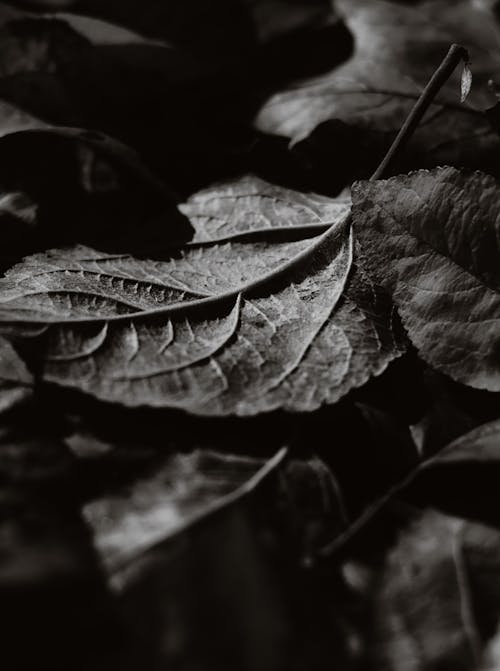 가을, 떨어지다, 블랙 앤 화이트의 무료 스톡 사진
