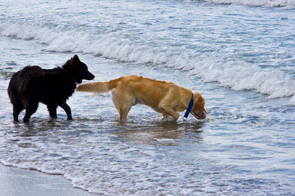 Free stock photo of dogs, friends, sea