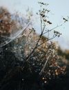 Photo of Spiderwebs on Plants