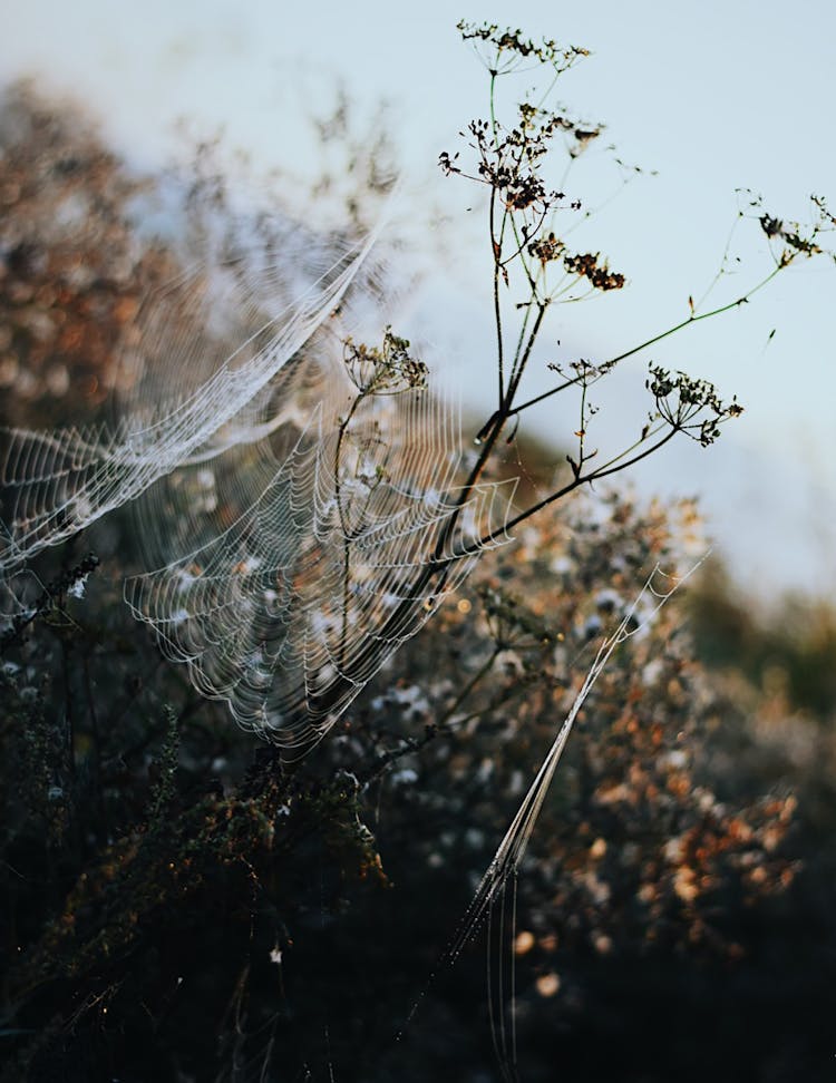 Photo Of Spiderwebs On Plants