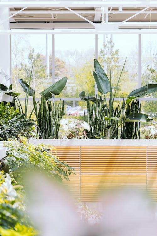 Green Leaf Plants