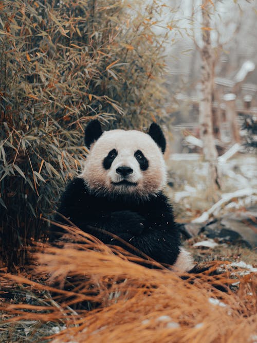 Gratis lagerfoto af dyr, lodret skud, Panda