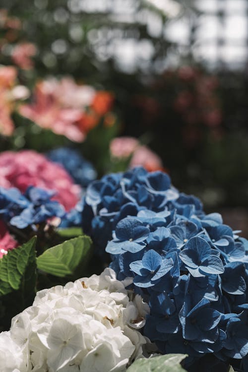 Close-Up Photography of Blue and White Hydrangea Flowers