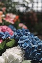 充满活力的蓝色、白色和粉红色绣球花在花园环境中的特写