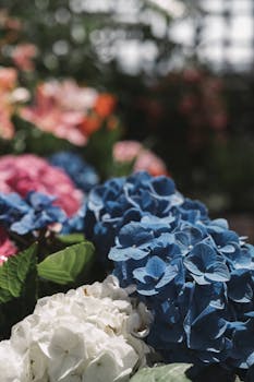 充满活力的蓝色、白色和粉红色绣球花在花园环境中的特写