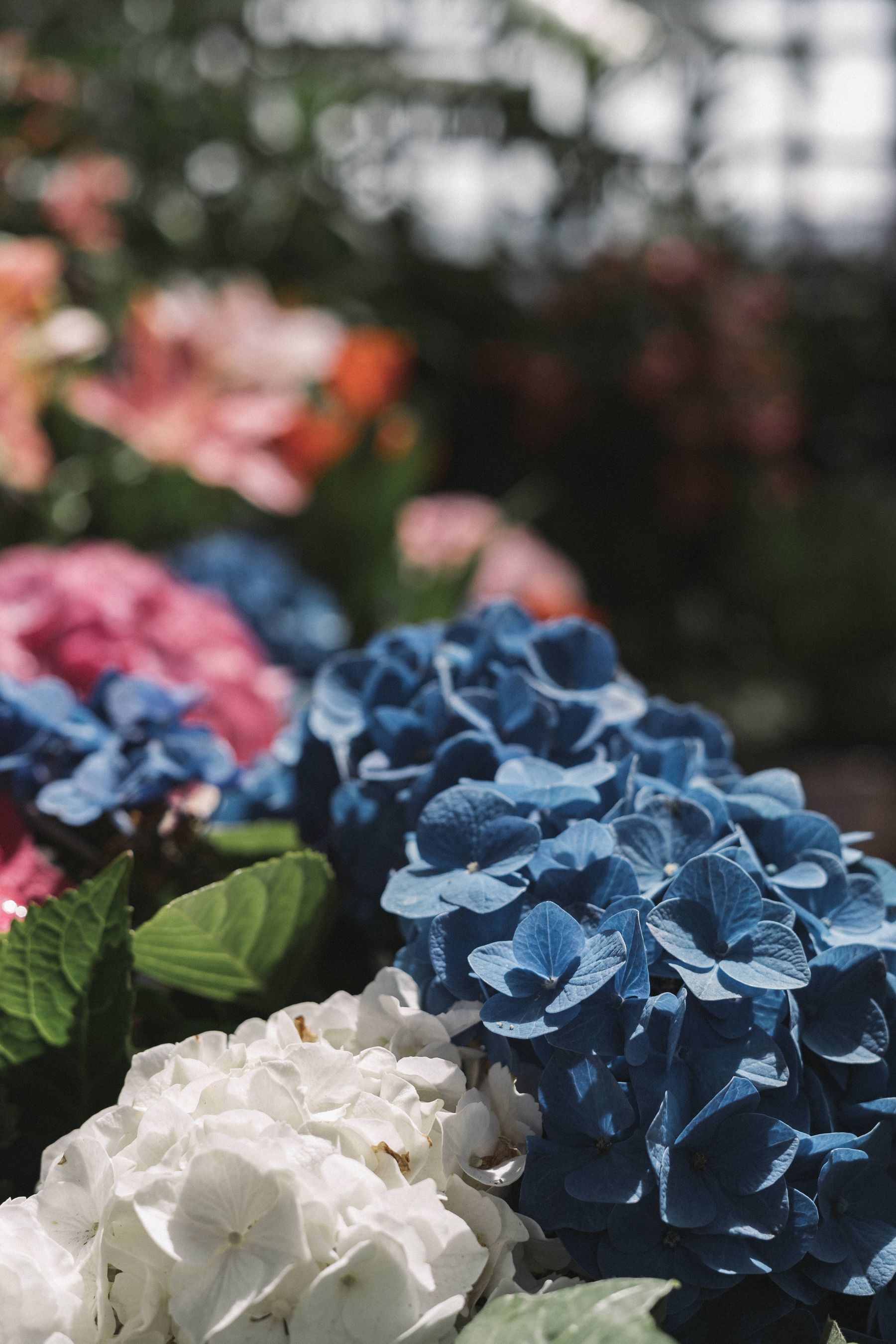 Hydrangea garden care and feeding Hydrangea flowers in a garden