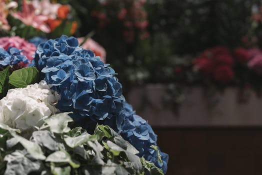 Free stock photo of flowers, Colourful flowers