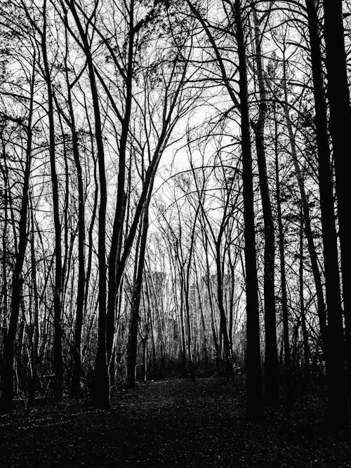 Photos gratuites de arbres nus, échelle des gris, forêt