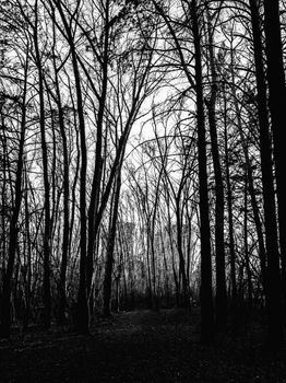 A peaceful black and white forest scene featuring tall, bare trees creating an enchanting atmosphere.
