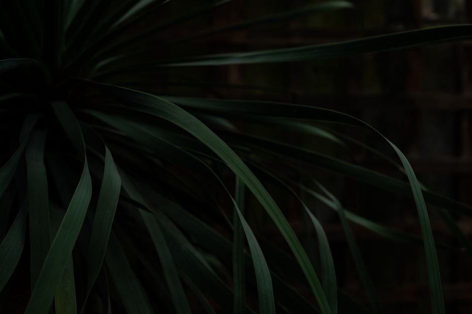 Moody close-up of tropical leaves with deep green tones.