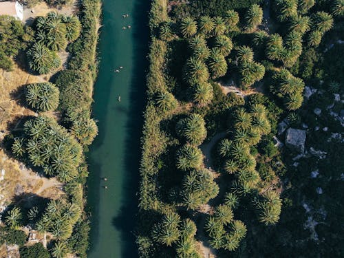 Photos gratuites de arbres, environnement, fleuve