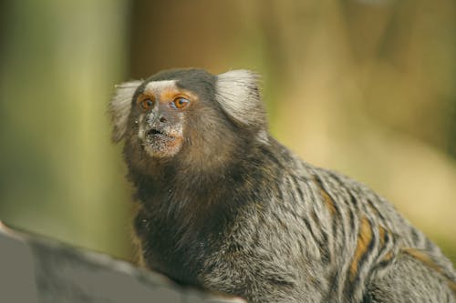 Close-Up Shot of a Marmoset