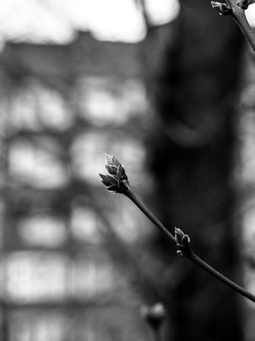 Grayscale Photo of a Flower Bud