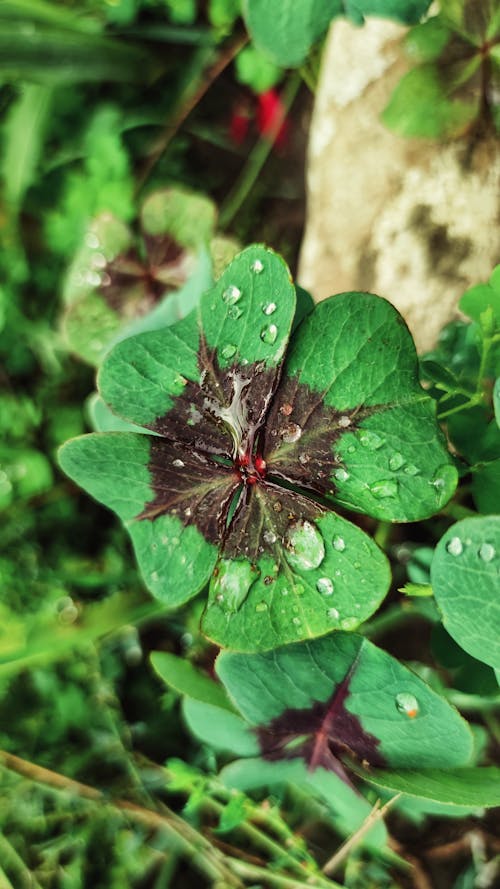 Droplets of Water on Four-Leaf Clover