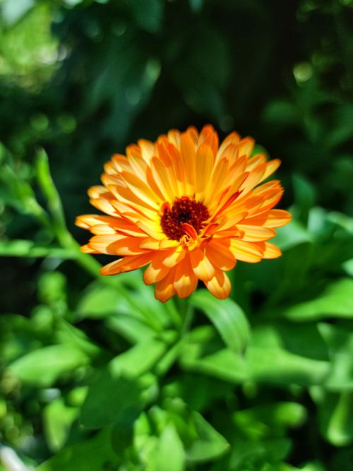 Free A detailed close-up of a blooming orange calendula flower with lush green leaves in the background. Stock Photo