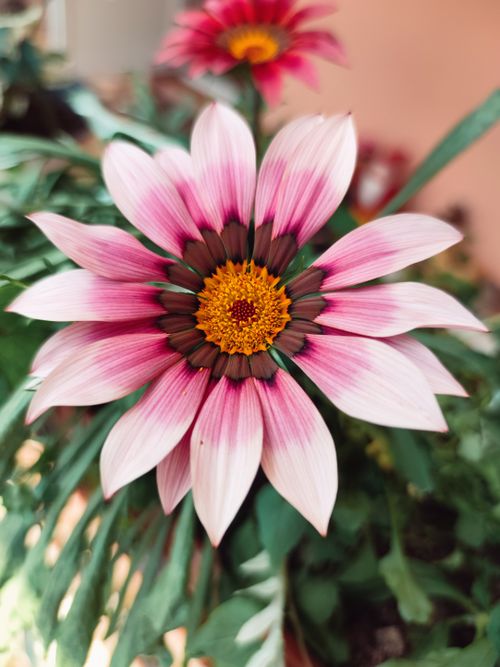 Free Close-up view of a beautiful pink Gazania flower in full bloom, showcasing vivid colors. Stock Photo