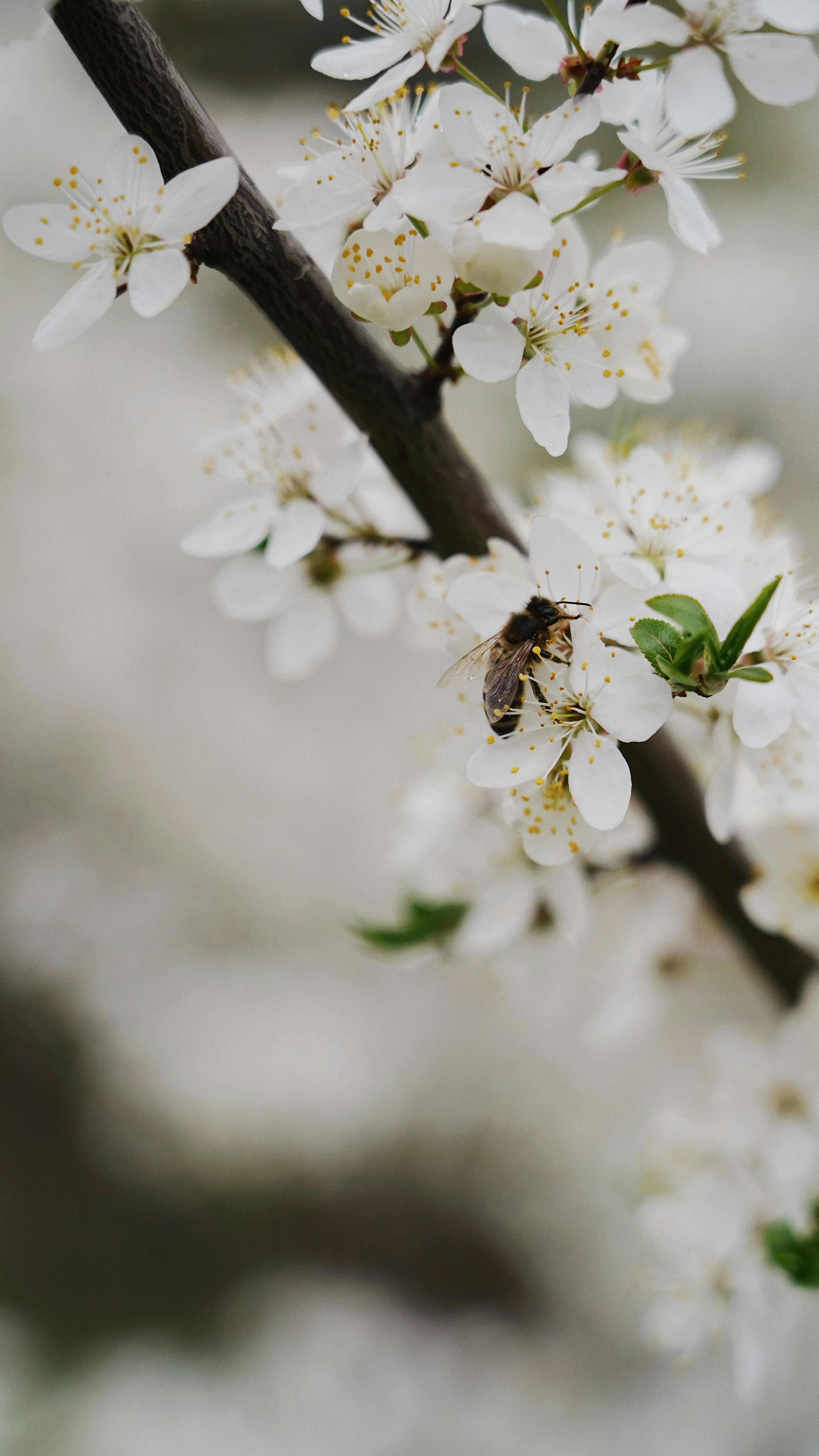 Close-up of a bee pollinating cherry blossoms, capturing spring's bloom in Ukraine.